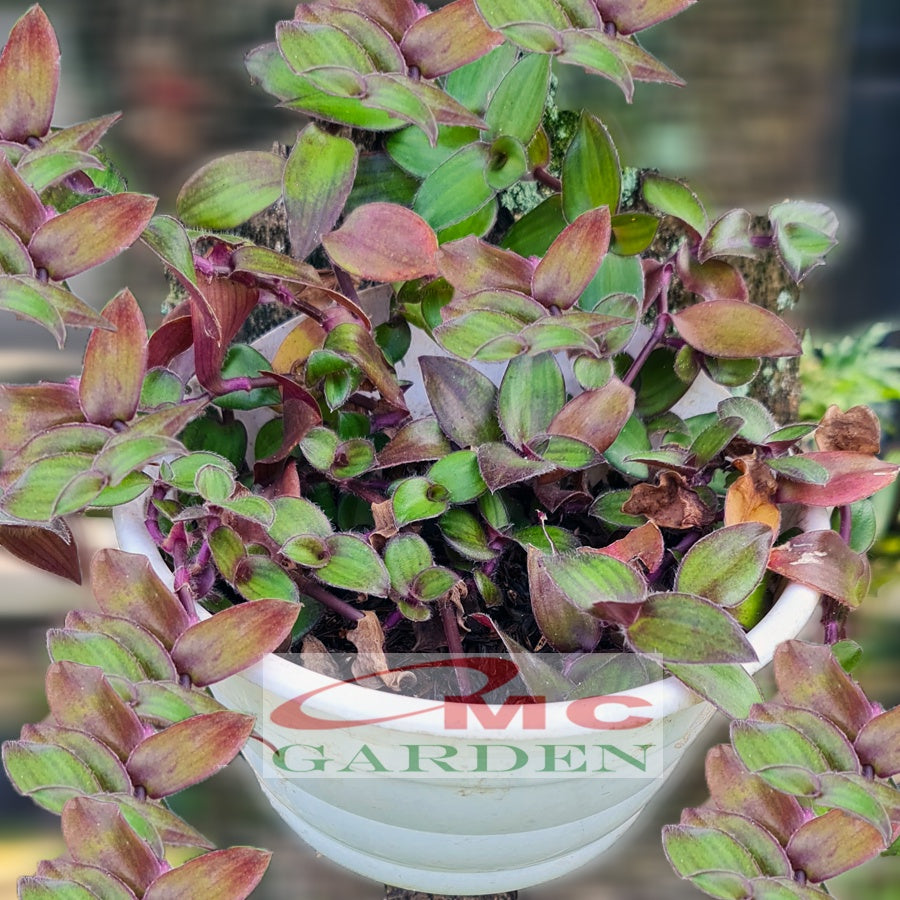 Tradescantia Zebrina Zabrina Hijau Ungu Pink Tanaman Hias Gantung 1 Polybag TZ-P
