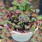Tradescantia Zebrina Zabrina Hijau Ungu Pink Plant Zebrakraut  Rumput Belang Tanaman Hias Gantung Stek Batang 1020cm