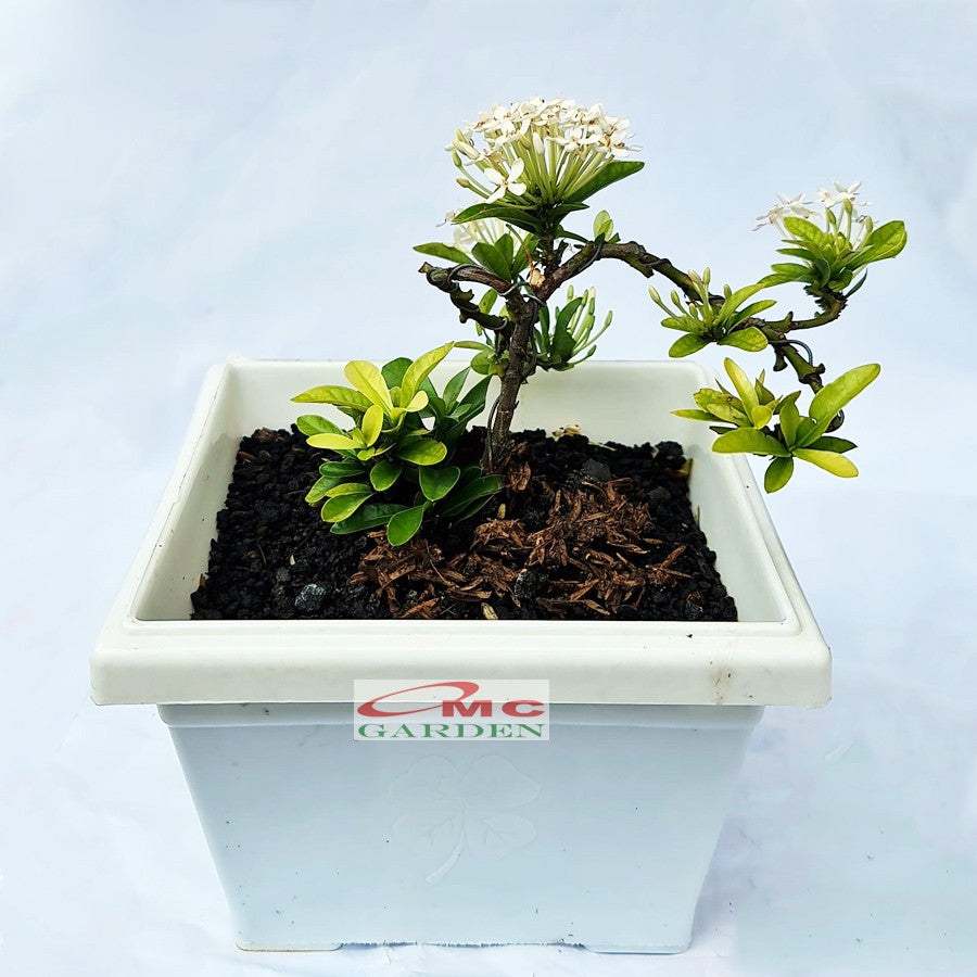 Tanaman Hias Bonsai Bonsae Mame Soka Mini Asoka Jepang Ixora Putih B-SMPTH-001