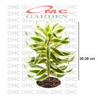 Tanaman Hias Dracena Reflexa Wali Song of India SOI-2030