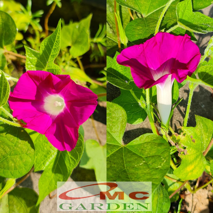 Morning Glory Bibit Pohon Tanaman Rambat Berakar Merah Scarlet Ohara MG-MU-2030