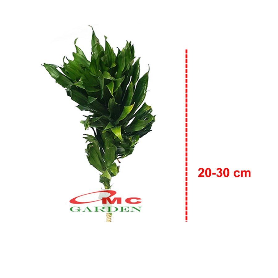 Dracaena Compacta Jewel Hanjuang Andong Kemoceng Stek Batang 2030
