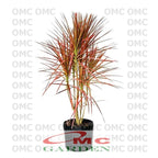 Bonsai Bonsae Dracaena Marginata Tree Tricolor Tri Color Merah 001