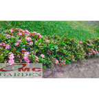 Tanaman Hias Bonsai Mame Soka Mini Asoka Jepang Ixora Pink B-SMP-006