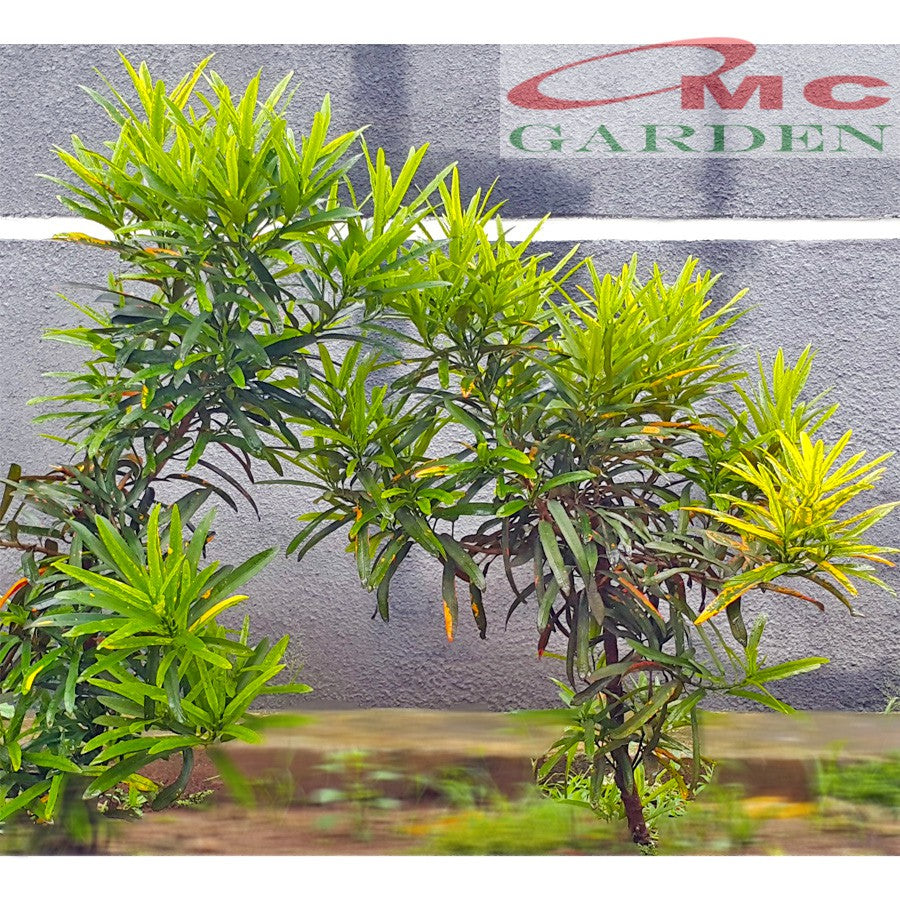 Puring Croton Kroton Cabai Cabe Teri Tanaman Hias PR-Cabe-0510
