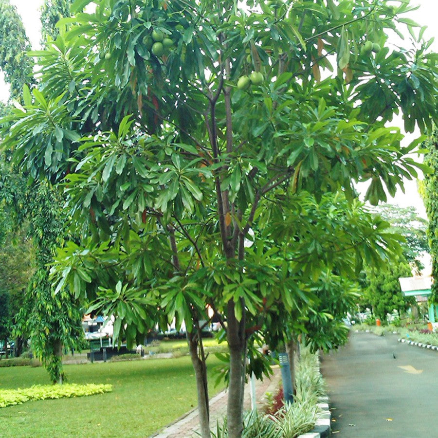 Bibit Tanaman Pohon Bintaro Simpalak Pengusir Anti Tikus BINTARO-3040