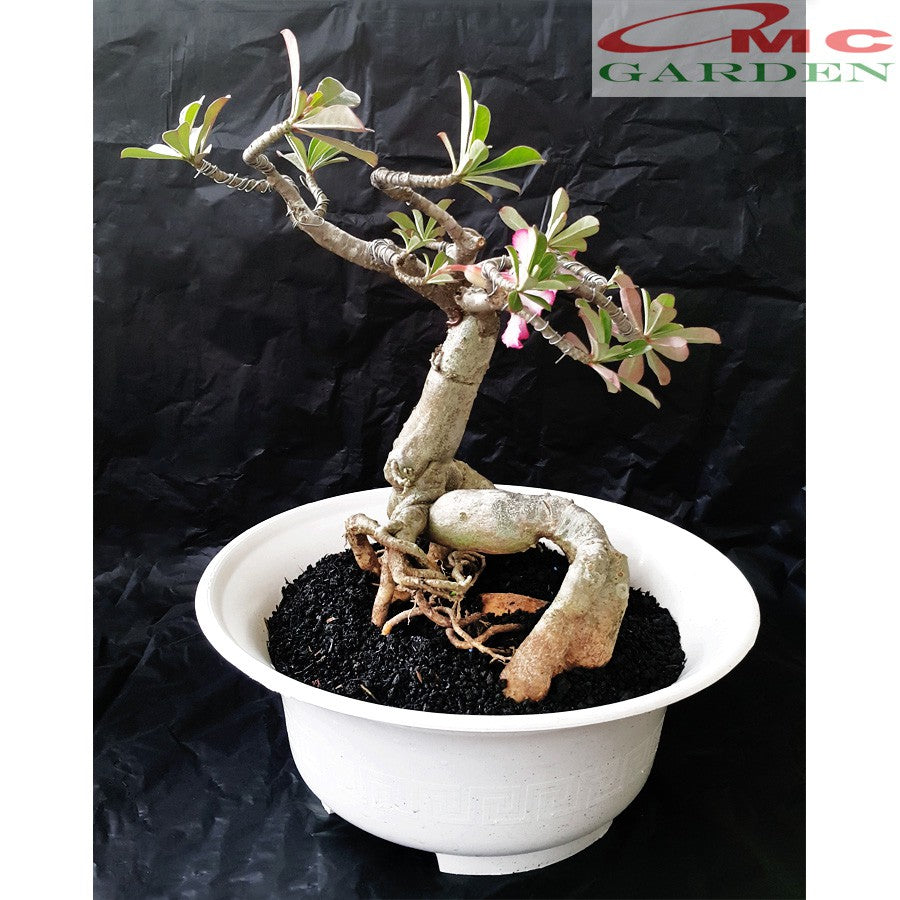 Tanaman Hias Bonsai Adenium Arabicum Obesum Kamboja Jepang B-KJ-001TP
