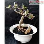 Tanaman Hias Bonsai Adenium Arabicum Obesum Kamboja Jepang B-KJ-001TP