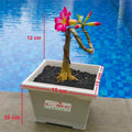 Tanaman Hias Bonsai Mame Adenium Arabicum Obesum Kamboja Jepang B-KJ-007
