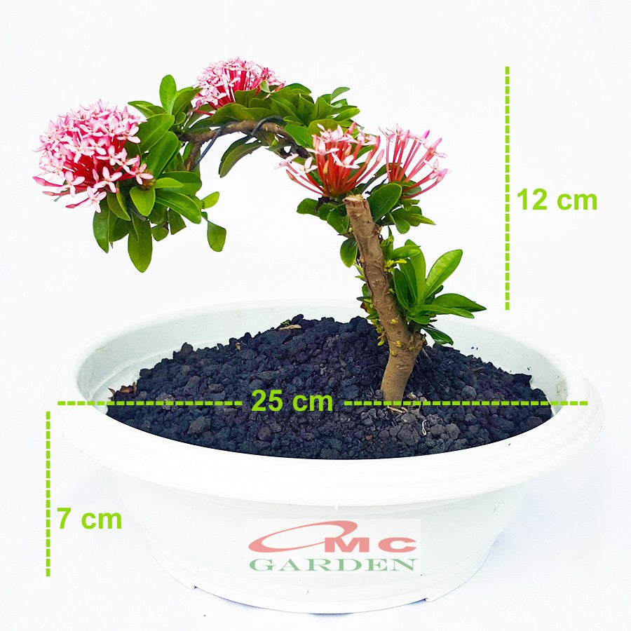 Tanaman Hias Bonsai Mame Soka Mini Asoka Jepang Ixora Pink B-SMP-006
