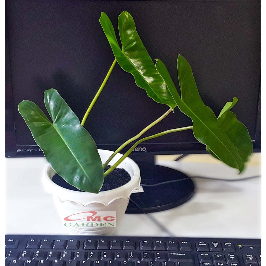Philodendron Philo Brekele Burle Marx Tanaman Hias PBR-1020