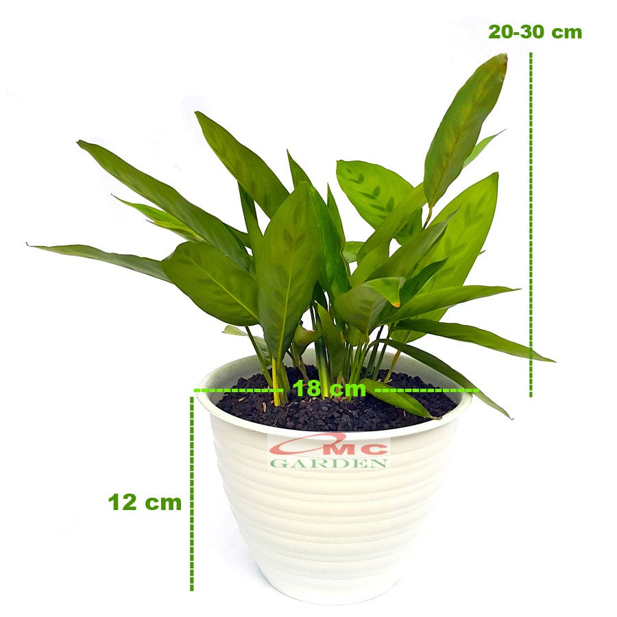 Tanaman Hias Calathea Leopardina Meranti Bambu Kalathea Kalatea Doa Meranti Daun Bambu CLT-L-001