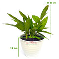Tanaman Hias Calathea Leopardina Meranti Bambu Kalathea Kalatea Doa Meranti Daun Bambu CLT-L-001