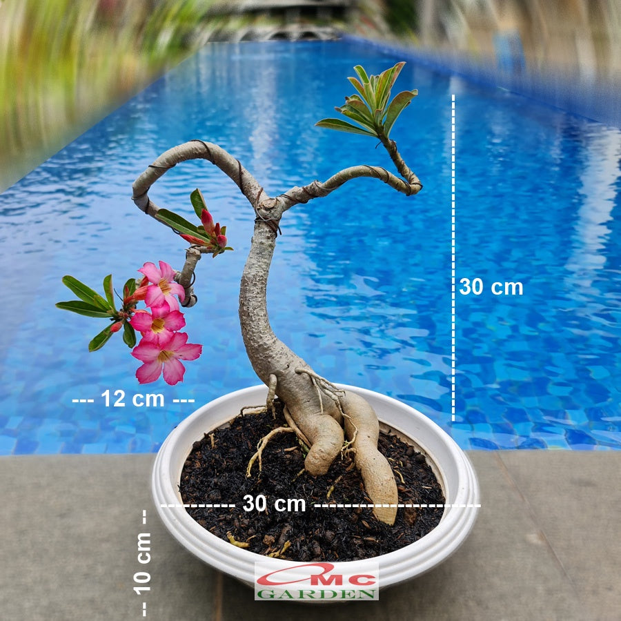 Tanaman Hias Bonsai Adenium Arabicum Obesum Kamboja Jepang B-KJ-003