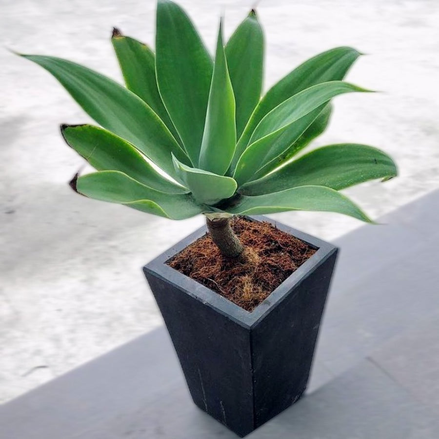 Siklok Hijau Bunga Cinta Agave Attenuata Nanas Nanasan Tanaman Hias Bibit SIKLOK-1015