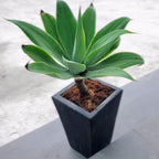 Siklok Hijau Bunga Cinta Agave Attenuata Nanas Nanasan Tanaman Hias Bibit SIKLOK-1015