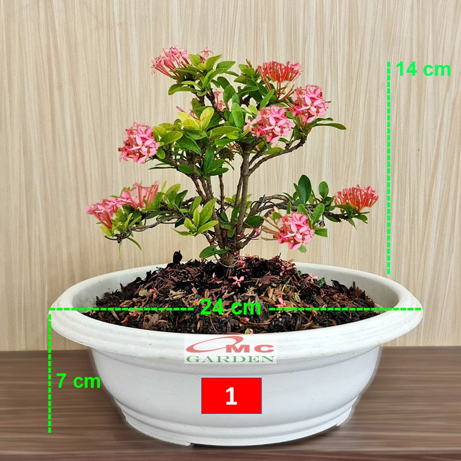 Tanaman Hias Bonsai Bonsae Mame Soka Mini Asoka Jepang Ixora Pink Jambon B-SMP-008