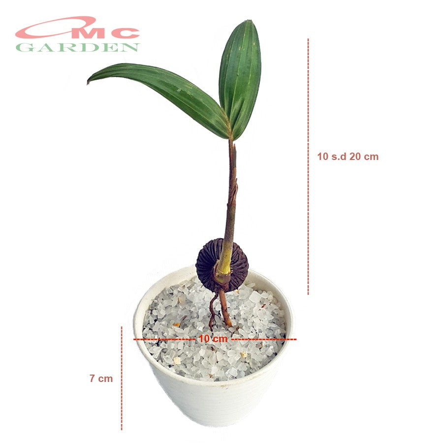 Tanaman Hias Pohon Bonsai Mame Palm Palem Raja Roystonea Regia Bibit B-PR-002