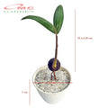 Tanaman Hias Pohon Bonsai Mame Palm Palem Raja Roystonea Regia Bibit B-PR-002