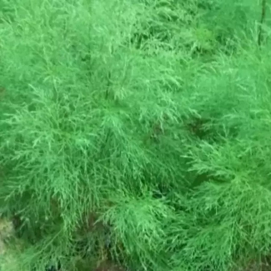 Bonsai Mame Cemara Air Angin Embun Laut Angin Balon Adas Tanaman Hias 001