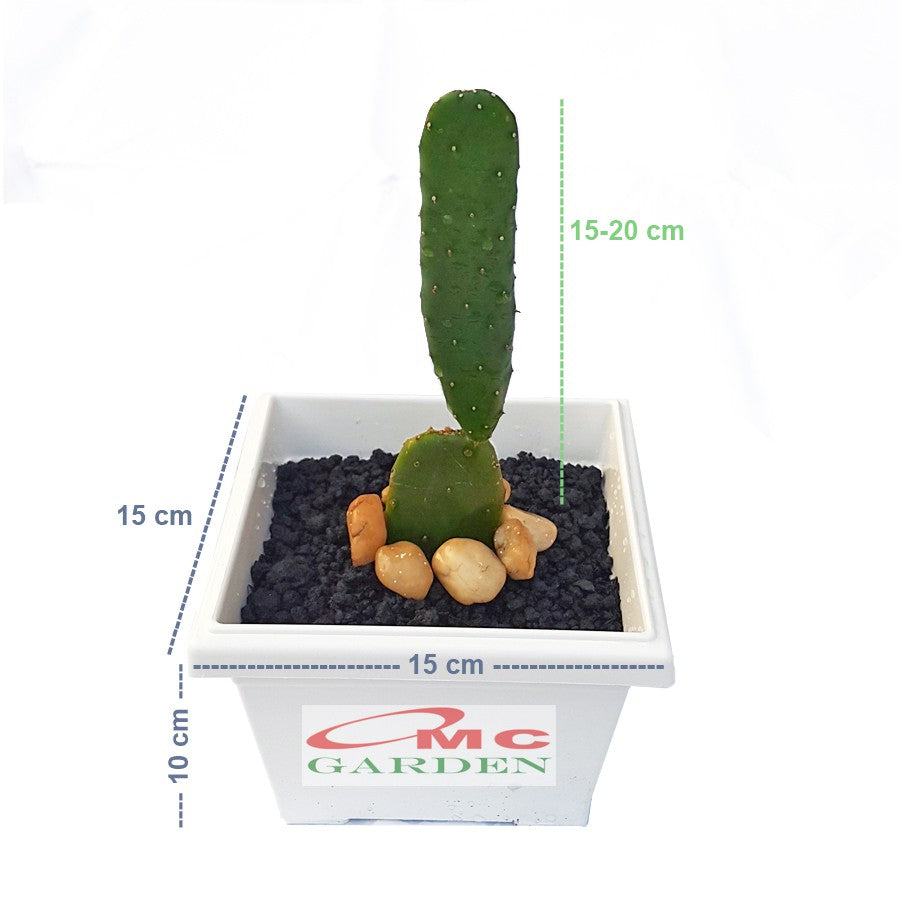 Tanaman Hias Pohon Katus Kaktus Centong KC-01-1520