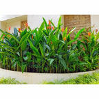 Heliconia Helikonia Pisang Pisangan Psittacorum Tanaman Hias HELICONIA-P-4050
