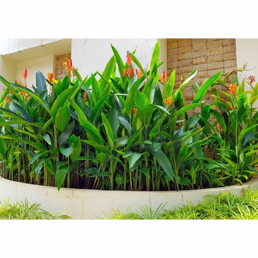 Heliconia Helikonia Pisang Pisangan Psittacorum Tanaman Hias HELICONIA-P-3040