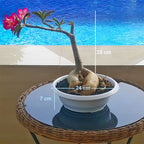 Tanaman Hias Bonsai Adenium Arabicum Obesum Kamboja Jepang B-KJ-010