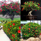 Bonsai Bonsae Mame Kembang Sepatu Bunga Raya Hibiscus Worawari Rosa Dinensis Merah Tanaman Hias 001