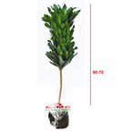 Tanaman Hias Dracaena Compacta Green Jewel Hanjuang Andong Kemoceng DC-6070