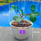 Tanaman Hias Pohon Bonsai Bonsae Mame Beringin Korea Mini Dolar B-BK-009