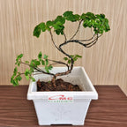 Bonsai Mame Berlangkas Andong Kedondong Laut Ming Aralia Polyscias Fruticosa Tanaman Obat Herbal Hias Paludarium Terrarium Vivarium 002