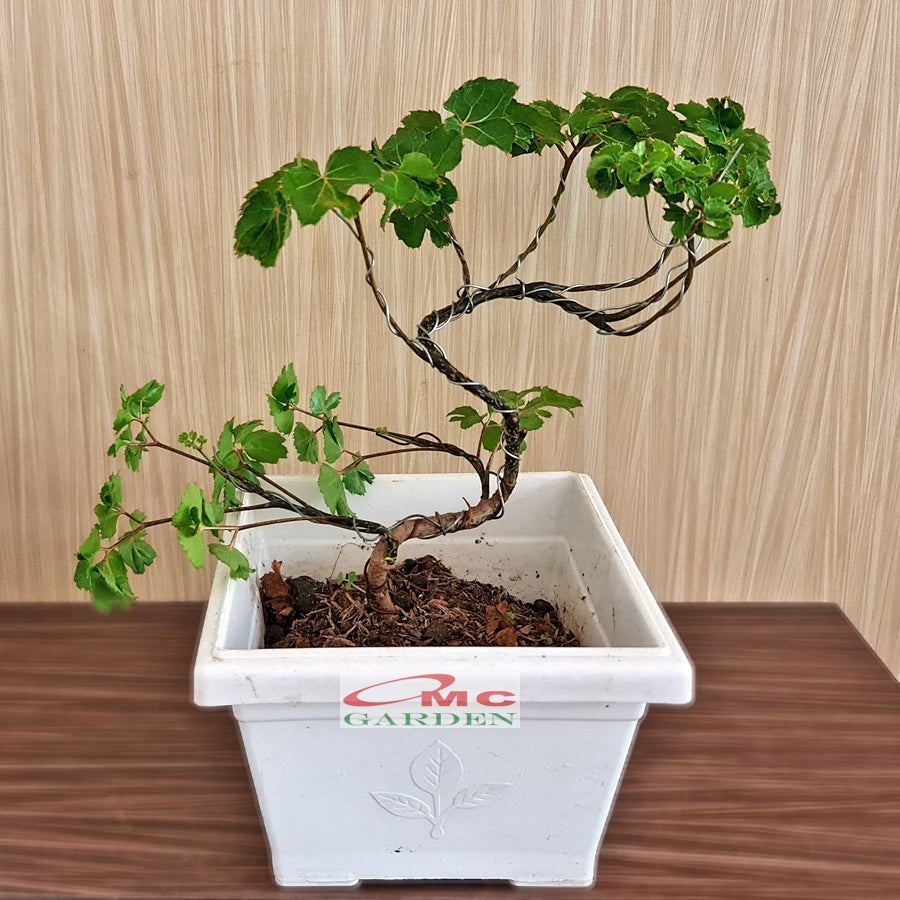 Bonsai Mame Berlangkas Andong Kedondong Laut Ming Aralia Polyscias Fruticosa Tanaman Obat Herbal Hias Paludarium Terrarium Vivarium 002