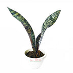 Lidah Mertua Sansevieria Sansivera Sansiviera Sansiviera Sensiviera Futura Hijau Tua Zebra 1020
