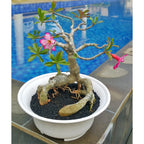 Tanaman Hias Bonsai Adenium Arabicum Obesum Kamboja Jepang B-KJ-001TP