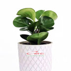 Tanaman Hias Teplan Peperomia Jade Hijau Indoor Air TPL-H-1020