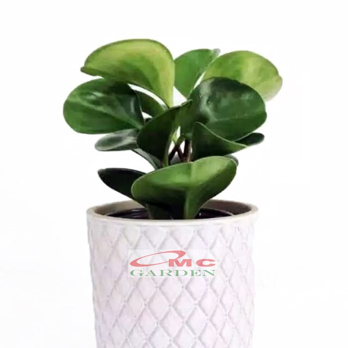 Tanaman Hias Teplan Peperomia Jade Hijau Indoor Air TPL-H-1020