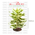 Tanaman Hias Dracaena Reflexa Wali Song of India SOI-1020
