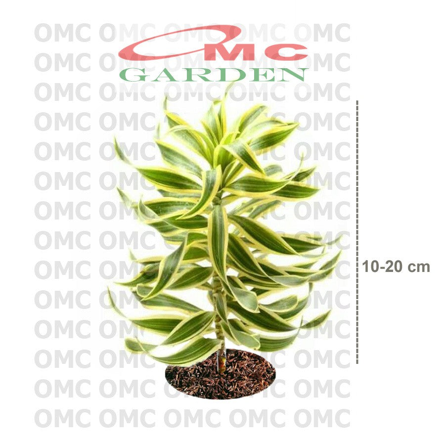 Tanaman Hias Dracaena Reflexa Wali Song of India SOI-1020