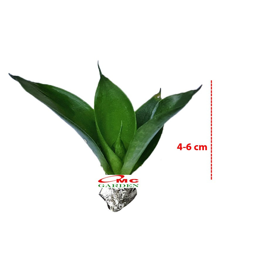 Lidah Mertua Mini Sansevieria Sansivera Pagoda Hahnii Jade Hijau Zebra 0406