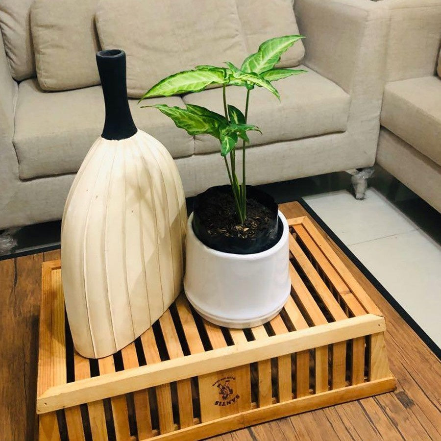 Keladi Mini Runcing Bintang Star Syngonium Trileaf Wonder Talas 1020