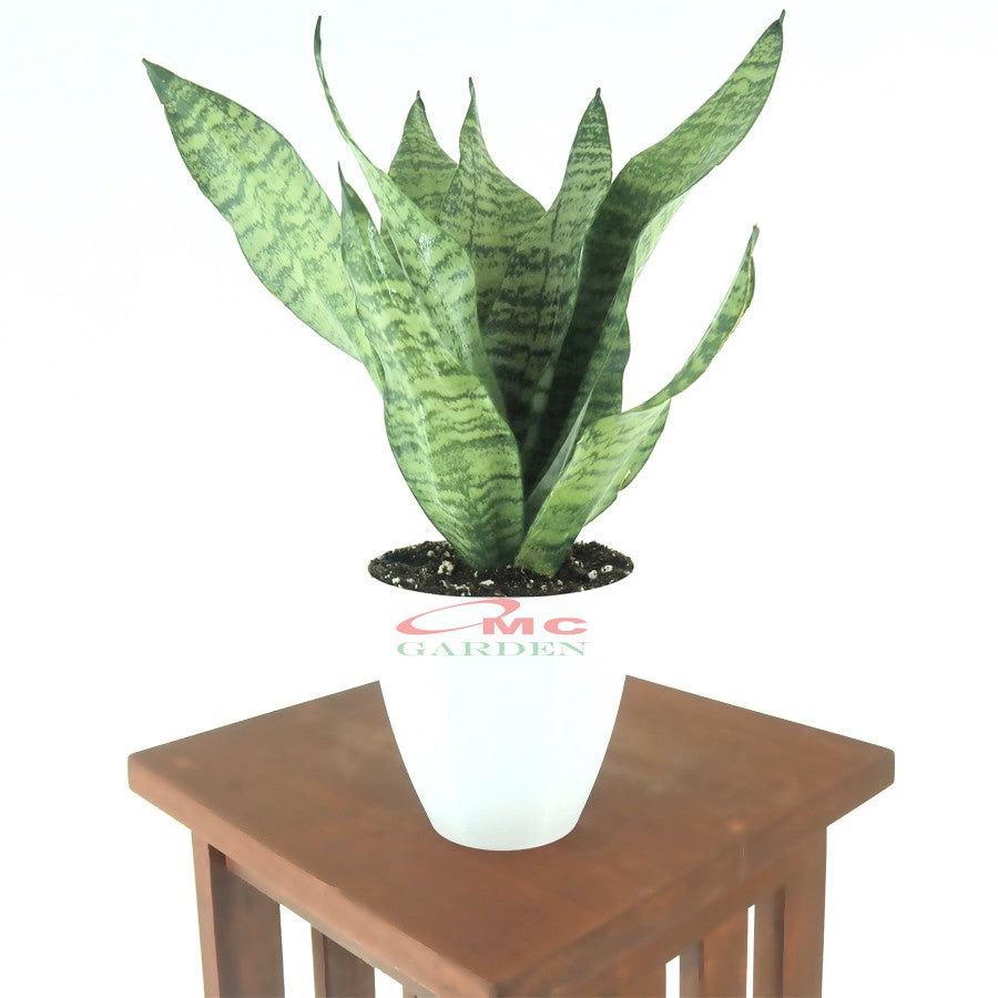 Lidah Mertua Sansevieria Sansivera Sansiviera Sensiviera Trifasciata Futura Robusta Hijau LM-HM-1020