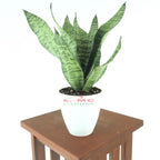 Lidah Mertua Sansevieria Sansivera Sansiviera Sensiviera Trifasciata Futura Robusta Hijau LM-HM-1020