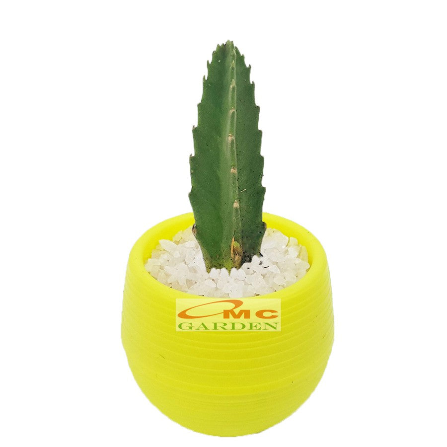 Tanaman Hias Sukulen Sekulen Mini Succulent Kaktus plus Pot Bola Warna SKLN-006-010