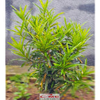 Puring Croton Kroton Cabai Cabe Teri Tanaman Hias PR-Cabe-0510