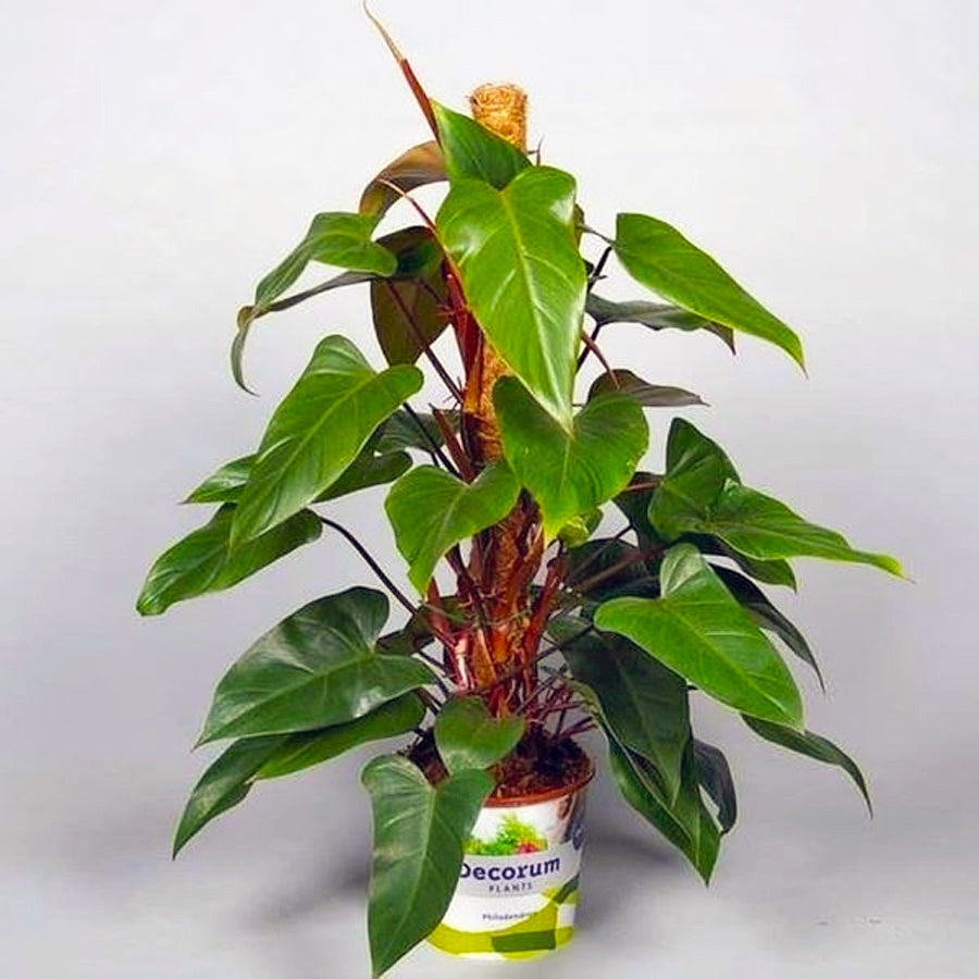 Philodendron Philo Brekele Burle Marx Tanaman Hias PBR-1020