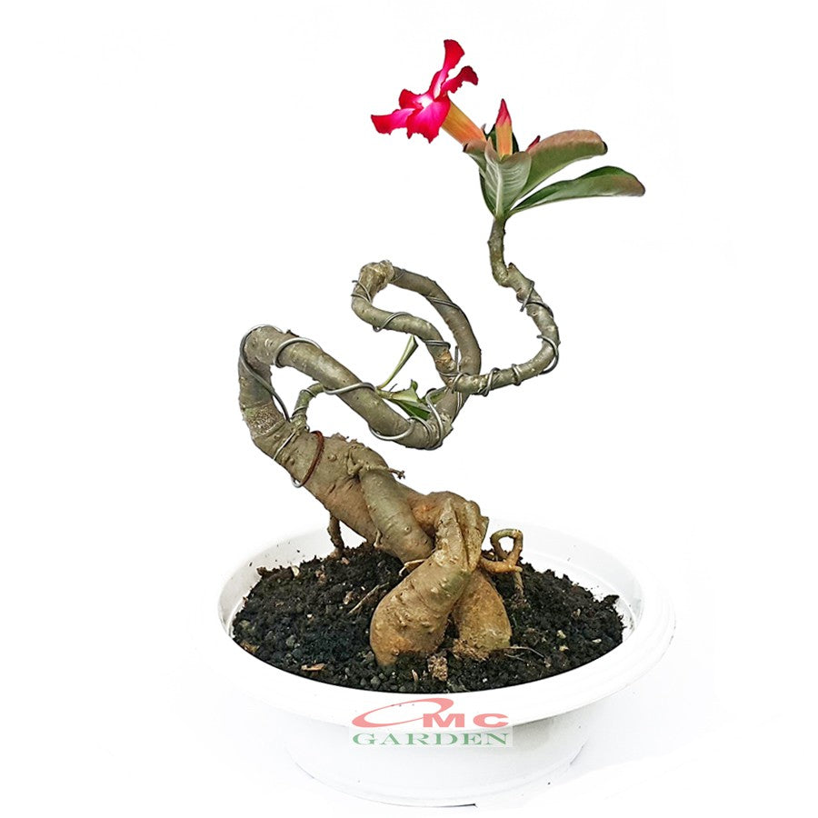Tanaman Hias Bonsai Adenium Arabicum Obesum Kamboja Jepang B-KJ-009