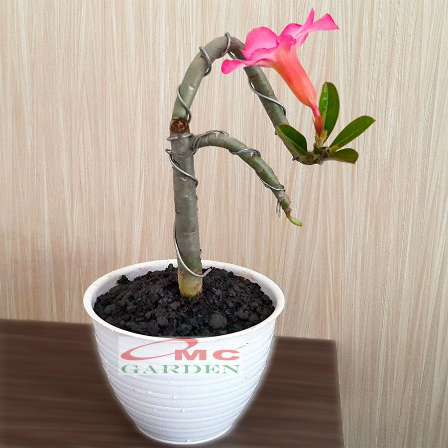 Tanaman Hias Bonsai Adenium Arabicum Obesum Kamboja Jepang B-KJ-012
