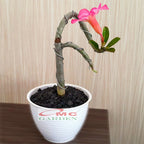 Tanaman Hias Bonsai Adenium Arabicum Obesum Kamboja Jepang B-KJ-012
