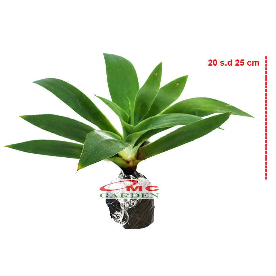 Siklok Hijau Bunga Cinta Agave Attenuata Nanas Nanasan Tanaman Hias Bibit SIKLOK-2025